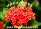 ֹ,󷨵ӹʦ𻪵ߴ󷨺鴫ʮ(22)
