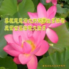 ֹ,󷨵ӹ編ִʦ𻪵(24)
