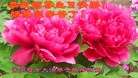ֹ,մ󷨵ӹ編ִʦ𻪵(25)
