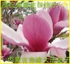 ֹ,ɹŴ󷨵ӹ編ִʦ𻪵(27)
