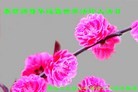 ֹ,󷨵ӹʦ𻪵ߴ󷨺鴫ʮ(21)
