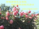 ֹ,󷨵ӹʦ𻪵ߴ󷨺鴫ʮ(20)
