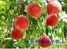 ֹ,󷨵ӹ編ִʦ𻪵(21)
