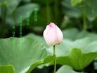 ֹ,Ĵ󷨵ӹ編ִʦ𻪵(23)
