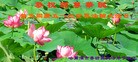 ֹ,󷨵ӹ編ִʦ𻪵(26)
