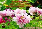 ֹ,󷨵ӹ編ִʦ𻪵(21)
