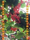 ֹ,ɶ󷨵ӹ編ִʦ𻪵(25)
