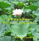 ֹ,ϴ󷨵ӹ編ִʦ𻪵(24)

