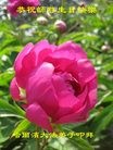 ֹ,󷨵ӹ編ִʦ𻪵(29)
