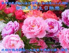 ֹ,ɶ󷨵ӹ編ִʦ𻪵(23)
