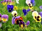 ֹ,󷨵ӹ編ִʦ𻪵(20)
