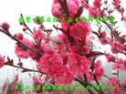ֹ,󷨵ӹ編ִʦ𻪵(19)
