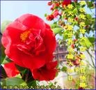 ֹ,ϴ󷨵ӹ編ִʦ𻪵(26)
