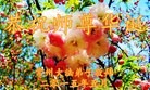 ֹ,մ󷨵ӹ編ִʦ𻪵(26)
