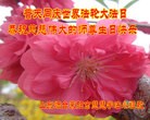 ֹ,ɽ󷨵ӹ編ִʦ𻪵(24)
