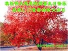 ֹ,󷨵ӹ編ִʦ𻪵(27)
