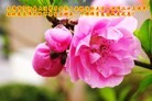 ֹ,󷨵ӹ編ִʦ𻪵(25)
