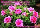 ֹ,ʡ󷨵ӹ編ִʦ𻪵(19)
