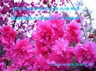 ֹ,󷨵ӹ編ִʦ𻪵(17)
