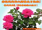 ֹ,ʡ󷨵ӹ編ִʦ𻪵(19)
