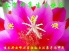 ֹ,ľ˹󷨵ӹ編ִʦ𻪵(18)

