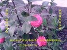 ֹ,ɶ󷨵ӹ編ִʦ𻪵(22)
