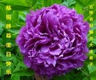 ֹ,ʡ󷨵ӹ編ִʦ𻪵(19)

