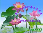 ֹ,󷨵ӹ編ִʦ𻪵(20)
