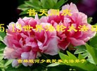 ֹ,д󷨵ӹ編ִʦ𻪵(20)
