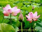 ֹ,󷨵ӹ編ִʦ𻪵(26)
