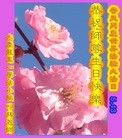 ֹ,󷨵ӹ編ִʦ𻪵(20)
