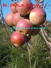 ֹ,󷨵ӹ編ִʦ𻪵(25)
