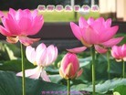 ֹ,д󷨵ӹ編ִʦ𻪵(23)
