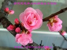 ֹ,д󷨵ӹ編ִʦ𻪵(20)
