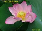 ֹ,ľ˹󷨵ӹ編ִʦ𻪵(20)
