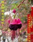 ֹ,󷨵ӹ編ִʦ𻪵(20)
