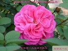 ֹ,д󷨵ӹ編ִʦ𻪵(20)
