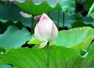 ֹ,󷨵ӹ編ִʦ𻪵(21)
