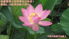 ֹ,󷨵ӹ編ִʦ𻪵(21)
