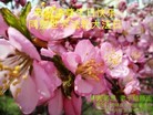 ֹ,󷨵ӹ編ִʦ𻪵(24)
