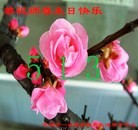 ֹ,д󷨵ӹ編ִʦ𻪵(23)
