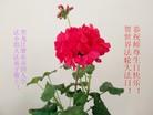 ֹ,󷨵ӹ編ִʦ𻪵(19)
