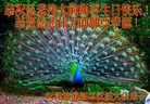 ֹ,󷨵ӹ編ִʦ𻪵(23)
