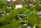 ֹ,Ĵ󷨵ӹ編ִʦ𻪵(24)
