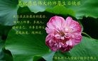 ֹ,ľ˹󷨵ӹ編ִʦ𻪵(19)
