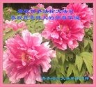 ֹ,󷨵ӹ編ִʦ𻪵(23)
