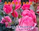ֹ,󷨵ӹ編ִʦ𻪵(23)
