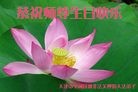ֹ,󷨵ӹ編ִʦ𻪵(25)
