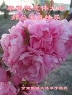 ֹ,󷨵ӹ編ִʦ𻪵(21)