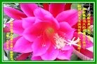 ֹ,ɹŴ󷨵ӹ編ִʦ𻪵(20)